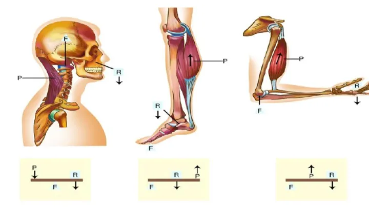 Exemplos de alavancas no corpo humano